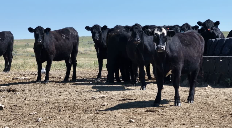 260 AI BRED, HEIFERS! 100 WERE AI'D TO TOPP MOBILE -BH827C5